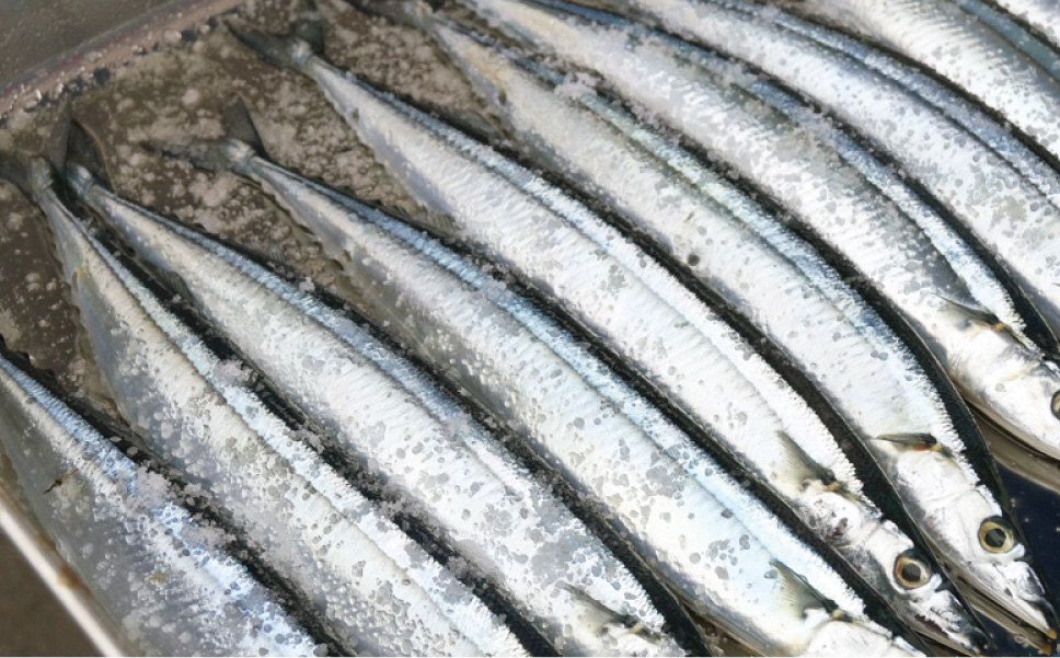 Matsushima Fish Market