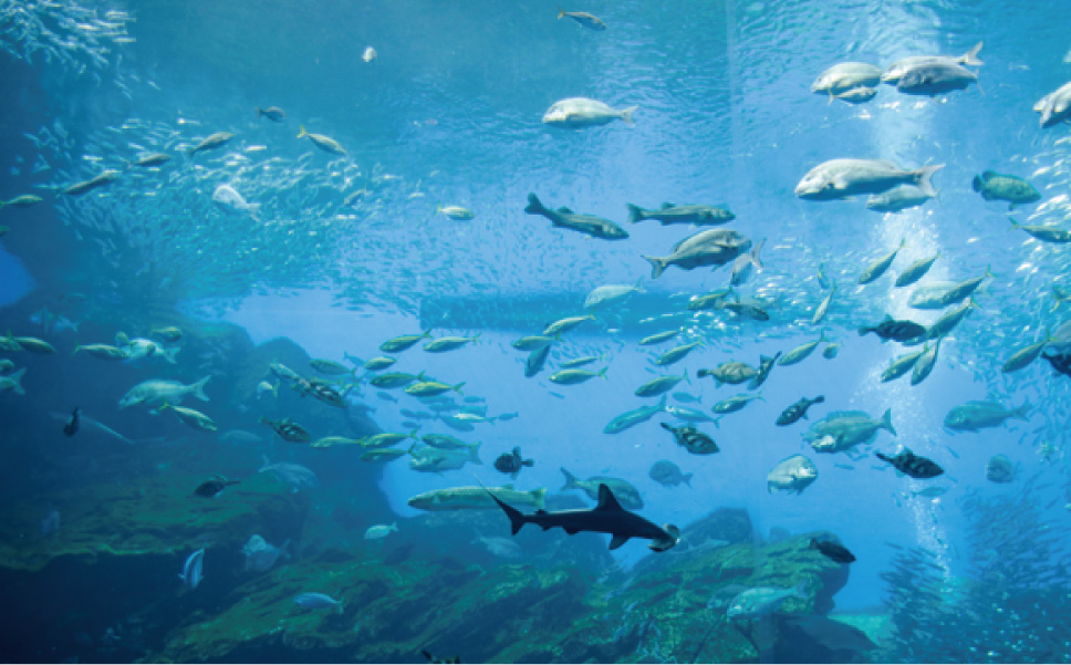 Sendai Umi-no-Mori Aquarium